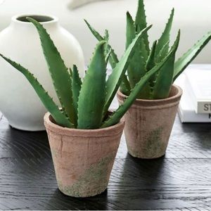 COPY - POTTERY BARN Aloe Vera Plant Faux - Home Decor - NWT